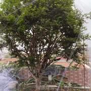 果园果树网的 线网无花果网罩水果丝网防鸟樱桃丝网葡萄遮防鸟用