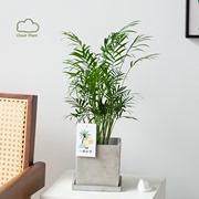 白云植物一椰好梦袖珍椰子树，盆栽室内盆景创意，绿植礼物花卉ins