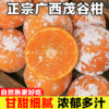正宗广西茂谷柑特大果当季新鲜水果，橘子柑橘脏脏桔石灰柑整箱直发