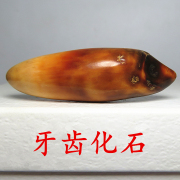 海洋巨兽牙齿化石吊坠天然蜜蜡，色男女项链手串diy饰品，~猎陨藏星