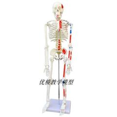85cm人体骨骼模型神经肌肉起止骨架小针骨骼解剖模型脊柱模型y