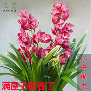 建兰小中国龙 中矮种有香味的兰花苗 夏带花苞出售花卉好养盆栽