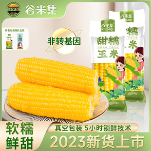 2023年新摘东北甜糯黄玉米棒真空包装黏玉米棒，黄糯苞米新鲜甜玉米