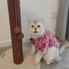 粉色小豹纹冬季厚毛绒宠物保暖卫衣 猫咪狗比熊泰迪棉衣