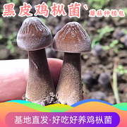 黑皮鸡枞菌蘑菇种植菌包阳台，种蘑菇菌棒菌菇种家庭，室内种植食用菌