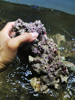 海缸活石海水活石高钙开缸爆藻造景，活石海水鱼缸珊瑚礁石造景石头