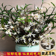 铜皮石斛苗云南特有矮胖品种浓香花似茉莉香直立型可药用食用枫斗