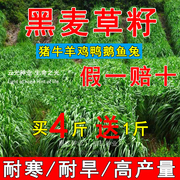 秋冬牧70黑麦草子种籽四季多年生猪牛羊鸡鸭鹅鱼高产牧草草种籽子