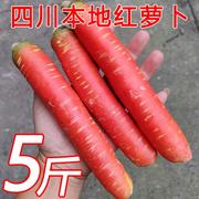 四川红萝卜新鲜 沙地水果胡萝卜农家蔬菜红心脆甜沙窝 甜萝卜