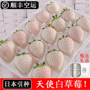 淡雪白草莓礼盒新鲜水果1斤现摘现发白色奶油非日本进口2整箱