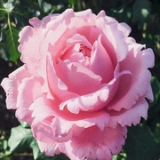 法国玫瑰索菲罗莎大花浓香月季花苗四季开花阳台庭院耐寒抗病