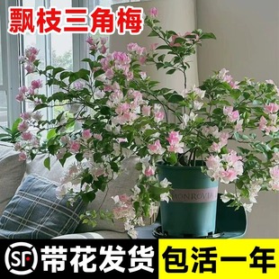 三角梅盆栽带花苞绿樱飘枝造型三角梅苗老桩爬藤室内四季花卉