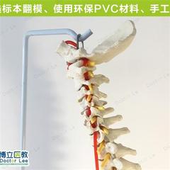 人体脊柱模型正骨脊椎模型颈椎腰椎人体骨骼模型脊椎模1 1n