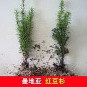 正宗南方红豆杉树苗，曼地亚红豆杉庭院耐寒植物四季常青盆景绿植