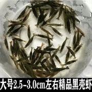 大号黑壳虾除藻观赏虾鱼缸，里放的冷水淡水虾，小鱼小虾工具虾清洁虾