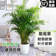 散尾葵凤尾竹盆栽室内客厅，大型绿植吸收甲醛植物，四季常青夏威夷竹