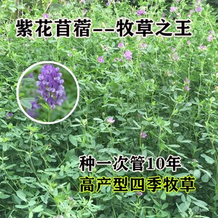 牧草种子紫花苜蓿种子，多年生四季南北方牧草籽绿化蜜源，绿肥草木犀