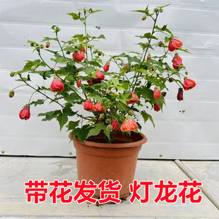 带花灯笼花四季开花阳台盆栽，灯笼花纹瓣悬铃花风铃花木本灯笼花