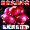 云南紫皮水果洋葱10新鲜小洋葱甜味生吃蔬菜不辣红皮大圆葱头