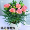 康乃馨盆栽花苗带花苞室内阳台庭院花卉绿植鲜花好养四季开花不断