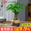 发财树小盆栽室内植物水培客厅招财摆件花卉绿植盆景好养易活