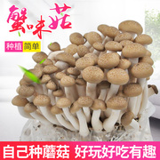 海鲜菇蟹味菇菌包蘑菇，菌包菌种盆栽食用菌，蘑菇种植菌包菌棒