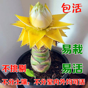 地涌金莲带花苞千瓣莲花云南大型花卉，植物可室内室外易栽易活包活