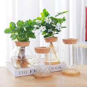 玻璃花瓶透明水培植物，绿萝水养容器花盆桌面小绿植水养器皿摆件