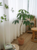 植物私生活韩国风(韩国风，)ins造型，日本大叶伞客厅大型耐阴观叶绿植