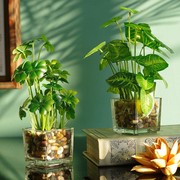 含玻璃杯仿真花摆件假四叶草小盆栽家居客厅桌面假花装饰绿植盆景