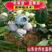 布莱登蓝莓苗北方南方种植果树苗盆栽地栽苗带果带土蓝梅苗