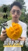 爷爷家的芒果四川攀枝花凯特芒果新鲜5/8斤芒果水果新鲜