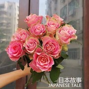 日本故事日本超大花玫瑰苗，盆栽切花月季