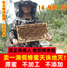 纯蜂蜜纯正天然成熟原蜜农家自产百花蜜，野生宗枣洋槐野山花土蜂蜜
