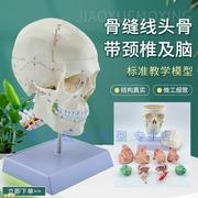 11头骨带脑模型骷髅头骨骼，骨架医用头骨，教学讲解人体标本模型
