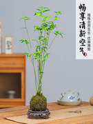 小叶米竹观音竹室内水培植物桌面客厅书房小绿植净化空气竹子盆景