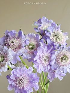 清新脱俗姿态优雅超稀有花材浅紫色蓝盆花鲜花，云南直发插花水养