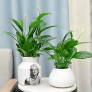 白掌绿植盆栽r一帆风顺植物水养桌面花卉办公室内水培迷你植物盆