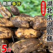 正宗洪湖莲藕5斤现挖脆藕煲汤藕粉，藕糯米藕，炖汤湖北特产九孔5