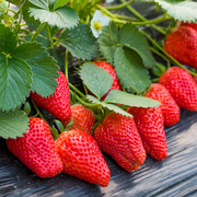 草莓种孑奶油水果盆栽四季室内蔬菜，播种植花种子阳台植物花种籽子
