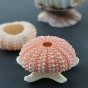 天然海胆壳 海螺贝壳情侣定情信物礼物 创意地台橱窗装饰品小摆件