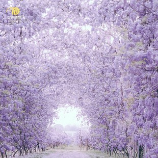 有寻植物 紫藤普罗旺斯花苗树苗盆栽爬藤多季开花庭院花墙拱门花
