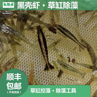 艾伦的水草造景黑壳虾草缸控藻除藻工具，淡水水草鱼缸活体虾河虾