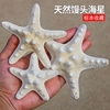 天然海螺贝壳海星干玩具标本，装饰摆件工艺品白色，家居饰品不能入水