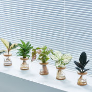 水培植物办公室桌面绿植摆件室内发财树春羽水养小盆栽净化空气花