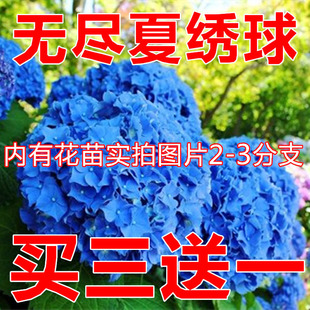 阳台花卉绿植盆栽绣球苗八仙花庭院植物无尽夏大花绣球花苗地栽苗