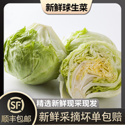 槿馐球生菜3-5斤新鲜蔬菜沙拉，食材汉堡球形，西生菜西餐圆生菜