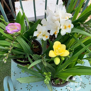 香雪兰盆栽带花香味小苍兰，鲜花禄植客厅盒景植物，院墙花卉阳台耐养