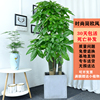 三杆步步高发财树盆栽客厅办公室净化空气大植物开业乔迁送礼广州