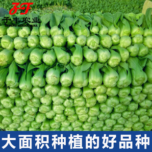 小白菜种子新骄美(新骄美)矮脚上海青菜种子四季娇美青梗菜小油菜蔬菜种籽